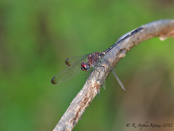 Dythemis velox, male